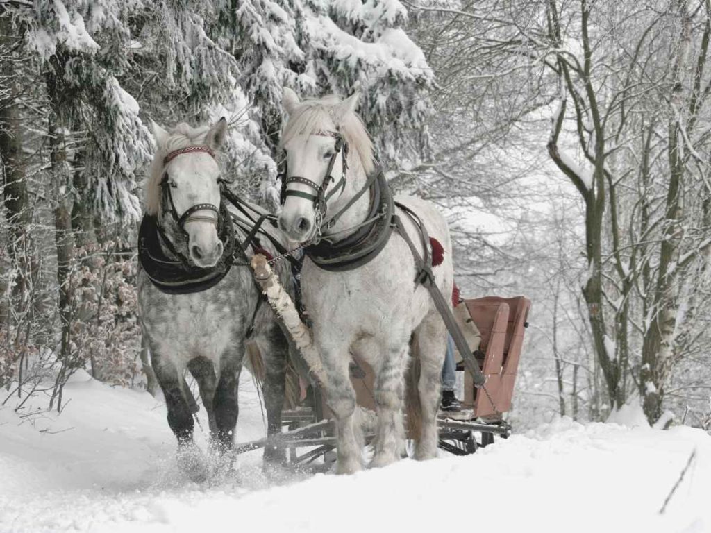 Pferde einspannen Schnee Finnland