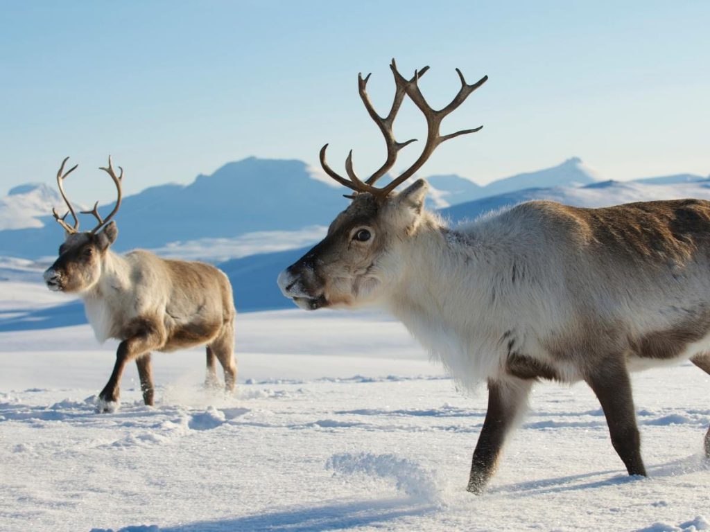 Rentier Finnland Tiere Schnee