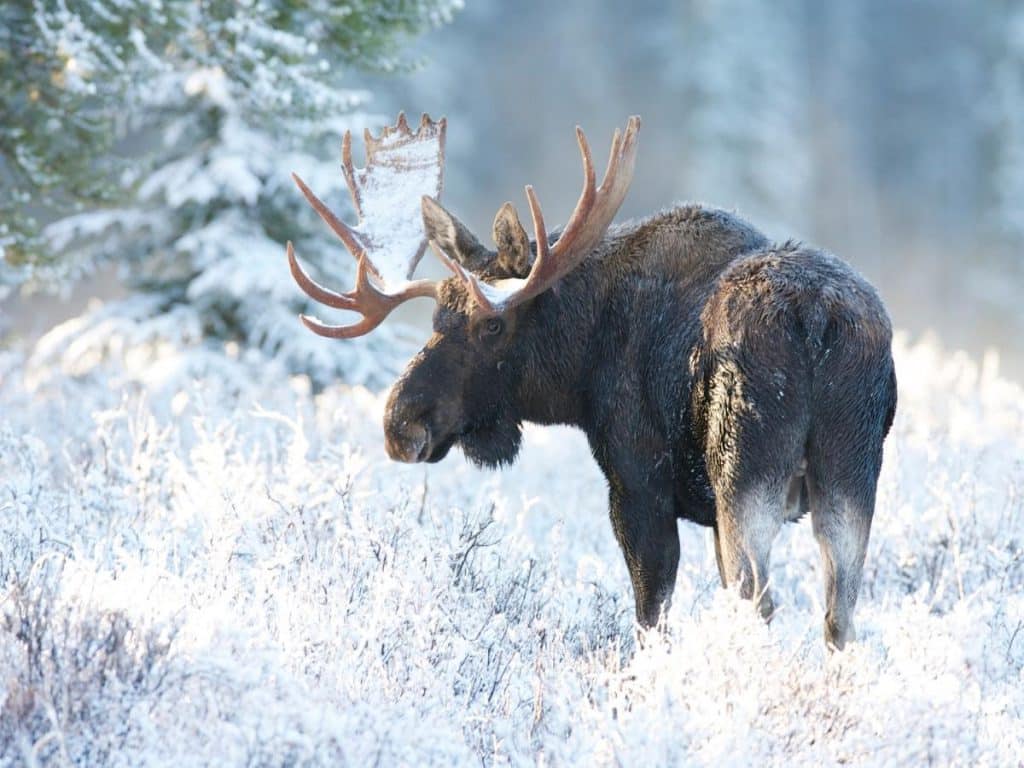 Elch Schnee Winter Moose