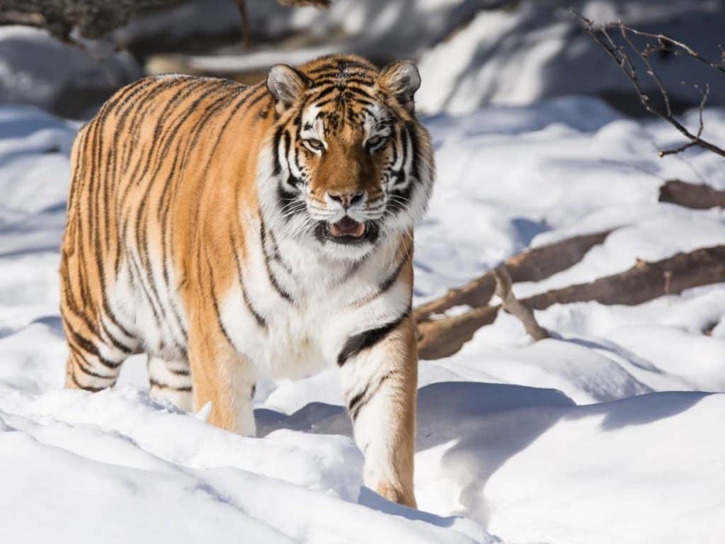 Siberischer Tiger Winter