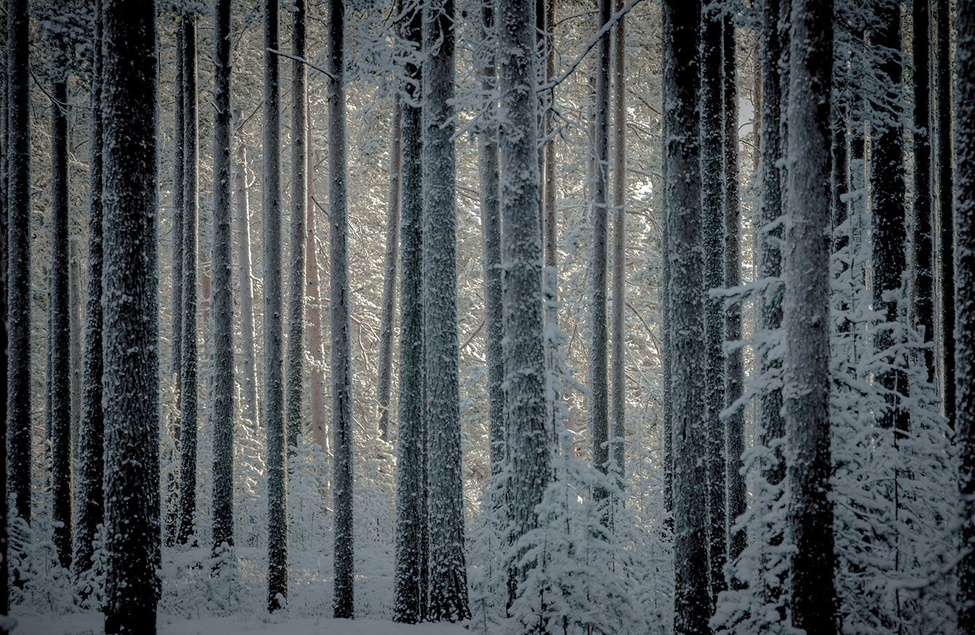 Wald in Finnalnd