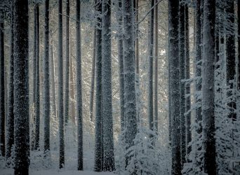 Finnischer-Wald
